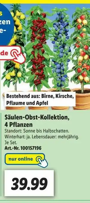 Lidl Säulen-obst-kollektion, 4 Pflanzen Angebot