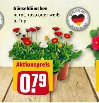 REWE Kaufpark Gänseblümchen Angebot