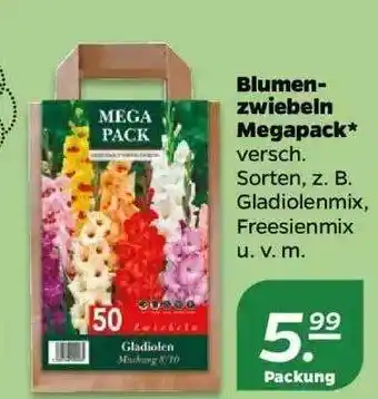 NETTO Blumenzwiebeln Megapack Angebot