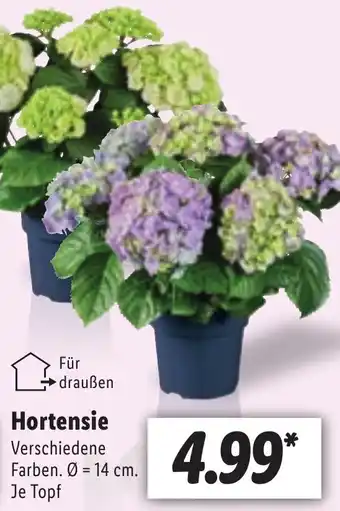 Lidl Hortensie Angebot