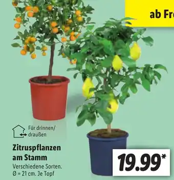 Lidl Zitruspflanzen am Stamm Angebot