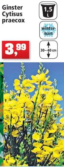 Thomas Philipps Ginster Cytisus praecox Angebot