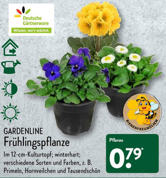 Aldi Nord Gardenline Frühlingspflanze Angebot