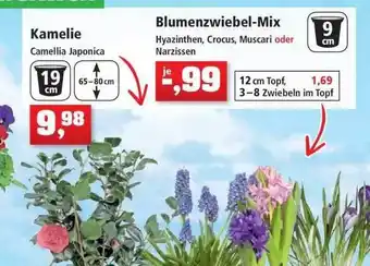 Thomas Philipps Kamelie Blümenzwiebel Mix Angebot