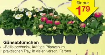 Jawoll Gänseblümchen Angebot