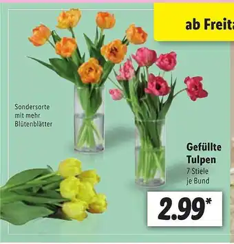 Lidl Gefüllte Tulpen Angebot