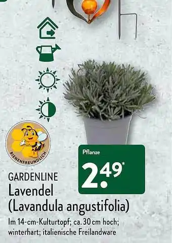 Aldi Nord Gardenline Lavendel (lavandula Angustifolia) Angebot