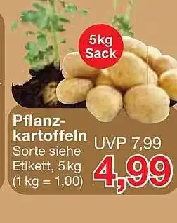 Jawoll Pflanz Kartoffeln Angebot