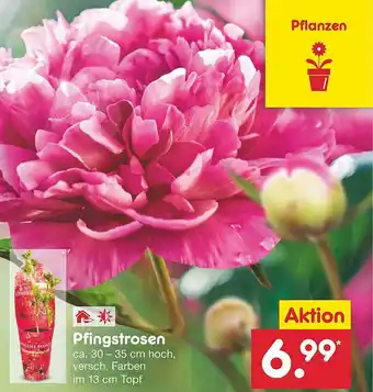 Netto Marken-Discount Pfingstrosen Angebot