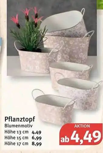 Feneberg Pflanztopf Angebot