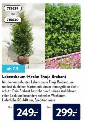 Aldi Nord Lebensbaum-hecke Thuja Brabant Angebot