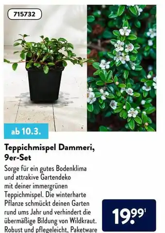 Aldi Nord Teppichmispel Dammeri, 9er-set Angebot