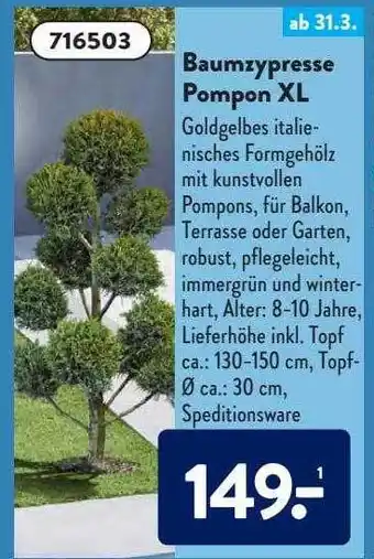 Aldi Süd Baumzypresse Pompon XL Angebot