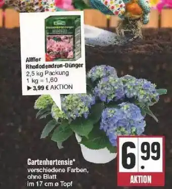 Edeka Gartenhortensie Angebot