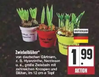 Edeka Zwiebelblüher Angebot