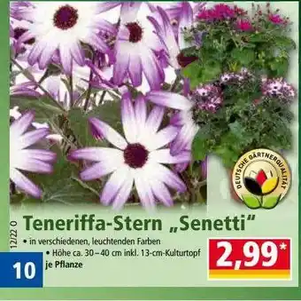 Norma Teneriffa-stern „senetti” Angebot