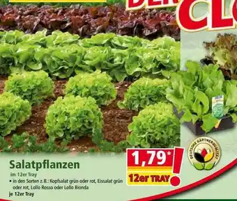 Norma Salatpflanzen Angebot