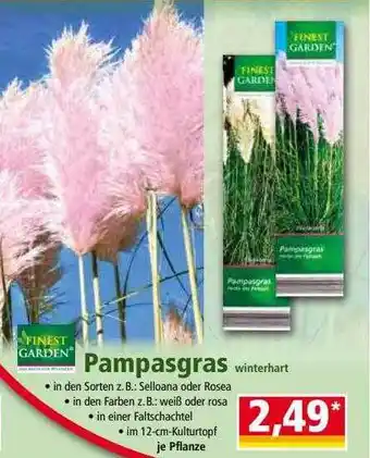 Norma Pampasgras Winterhart Angebot