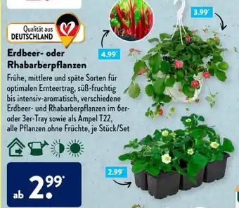 Aldi Süd Erdbeer oder Rhabarberpflanzen Angebot