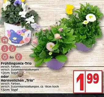 Edeka Frühlingsmix-trio Oder Hornveilchen „trio“ Angebot