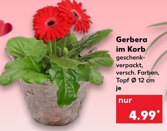 Kaufland Gerbera im Korb Angebot