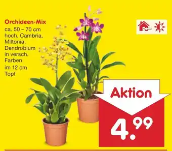 Netto Marken-Discount Orchideen Mix Angebot