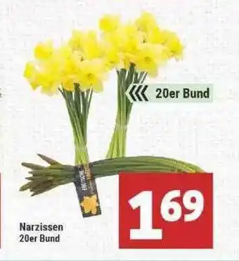 Marktkauf Narzissen Angebot