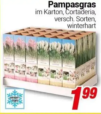 CENTERSHOP Pampasgras Angebot