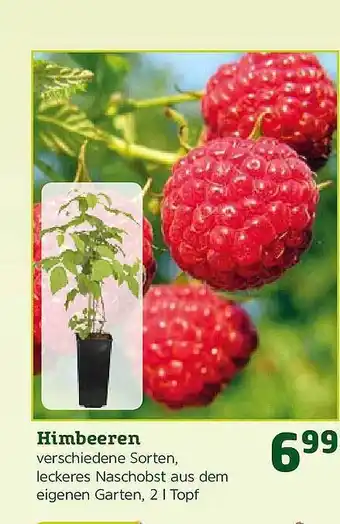 Pflanzen Kölle Himbeeren Angebot