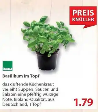 basic Basilikum Im Topf Bioland Angebot