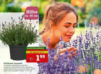 Pflanzen Kölle Duftkraut Lavendel Angebot