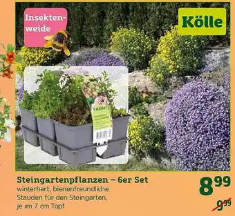 Pflanzen Kölle Steingartenpflanzen - 6er Set Angebot