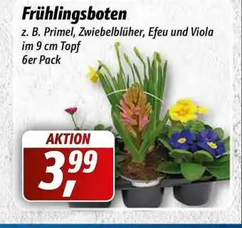 Simmel Frühlingsboten Angebot