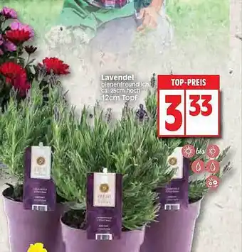 Edeka Lavendel Blenenfreundlich Angebot