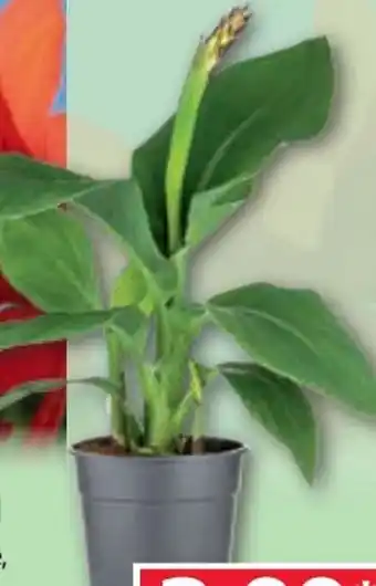Norma Blühende Canna Angebot