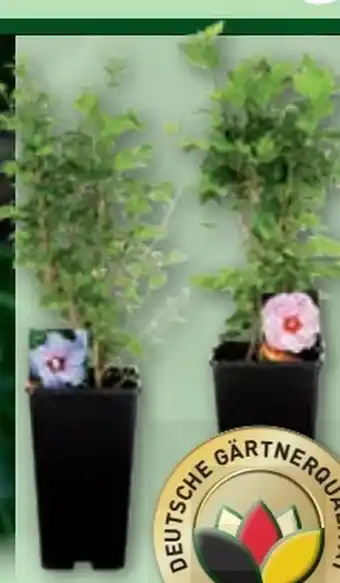 Norma Gartenhibiskus Angebot