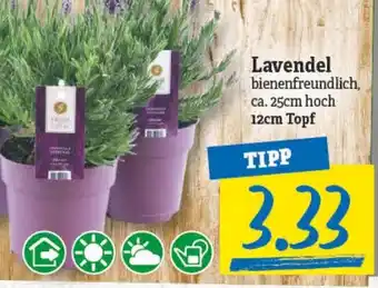 NP Discount Lavendel 12cm Topf Angebot