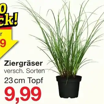 Jawoll Ziergräser 23 cm Topf Angebot