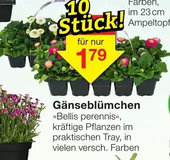 Jawoll Gänseblümchen Angebot