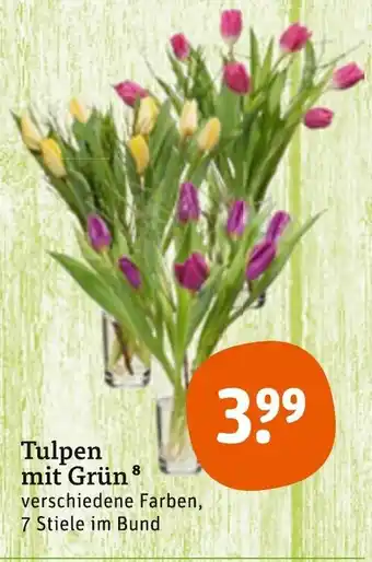 tegut Tulpen mit Grün Angebot