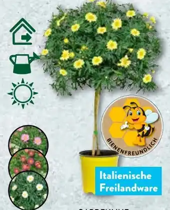 Aldi Nord Mini-Margeritenstämmchen Angebot