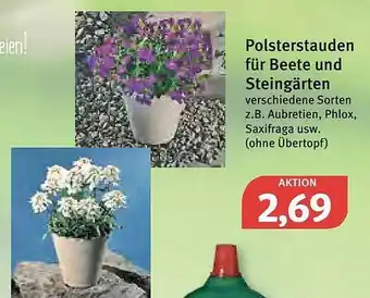 Feneberg Polsterstauden Für Beete Und Steingärten Angebot