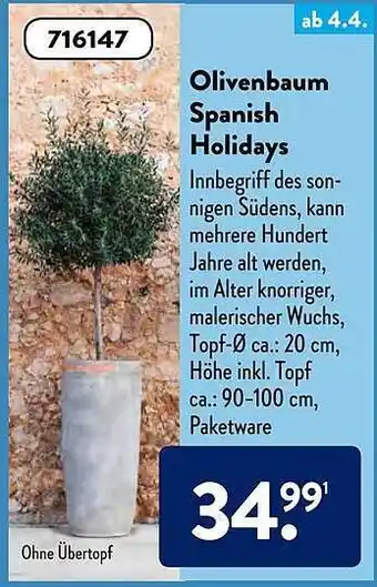 Aldi Süd Olivenbaum Spanish Holidays Angebot