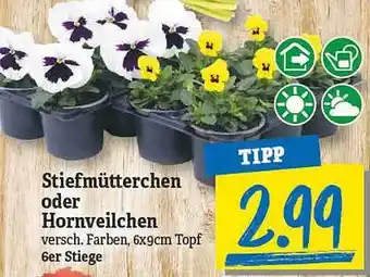 NP Discount Stiefmütterchen Oder Hornveilchen Angebot