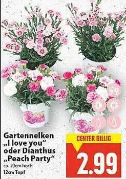 E-Center Gartennelken „i Love You Oder Dianthus „peach Party” Angebot