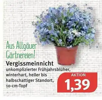 Feneberg Vergissmeinnicht Angebot