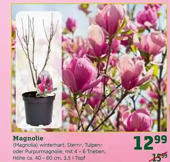 Pflanzen Kölle Magnolie Angebot