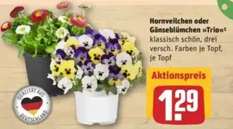 REWE Center Hornveilchen oder Gänseblümchen Trio Angebot