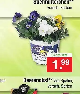 Zimmermann Stiefmütterchen, Beerenobst Angebot