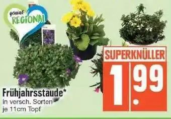 Edeka Frühjahrsstaude Angebot